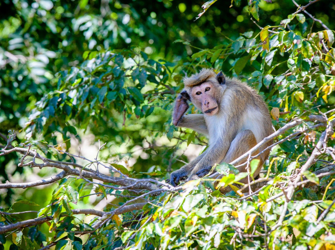 Sameera Tours-希克杜沃必去景点