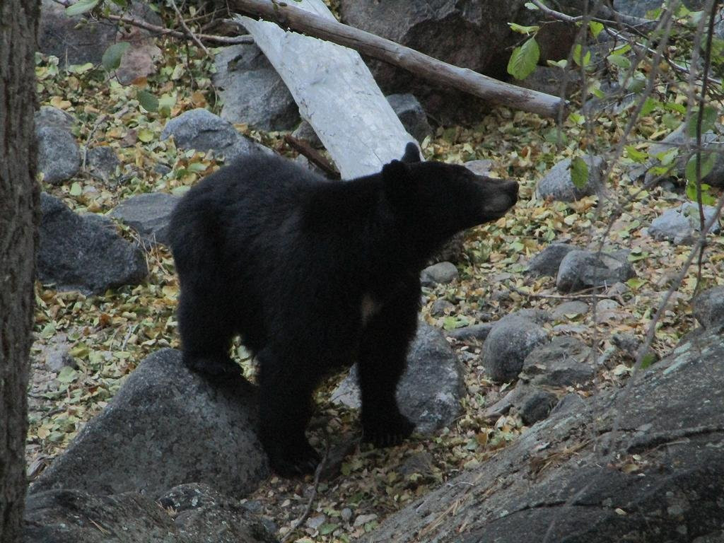 Grizzly Falls-红杉&国王峡谷国家公园必去景点