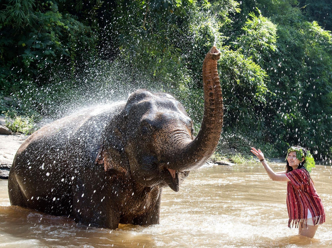 Chiang Mai Elephant Friends