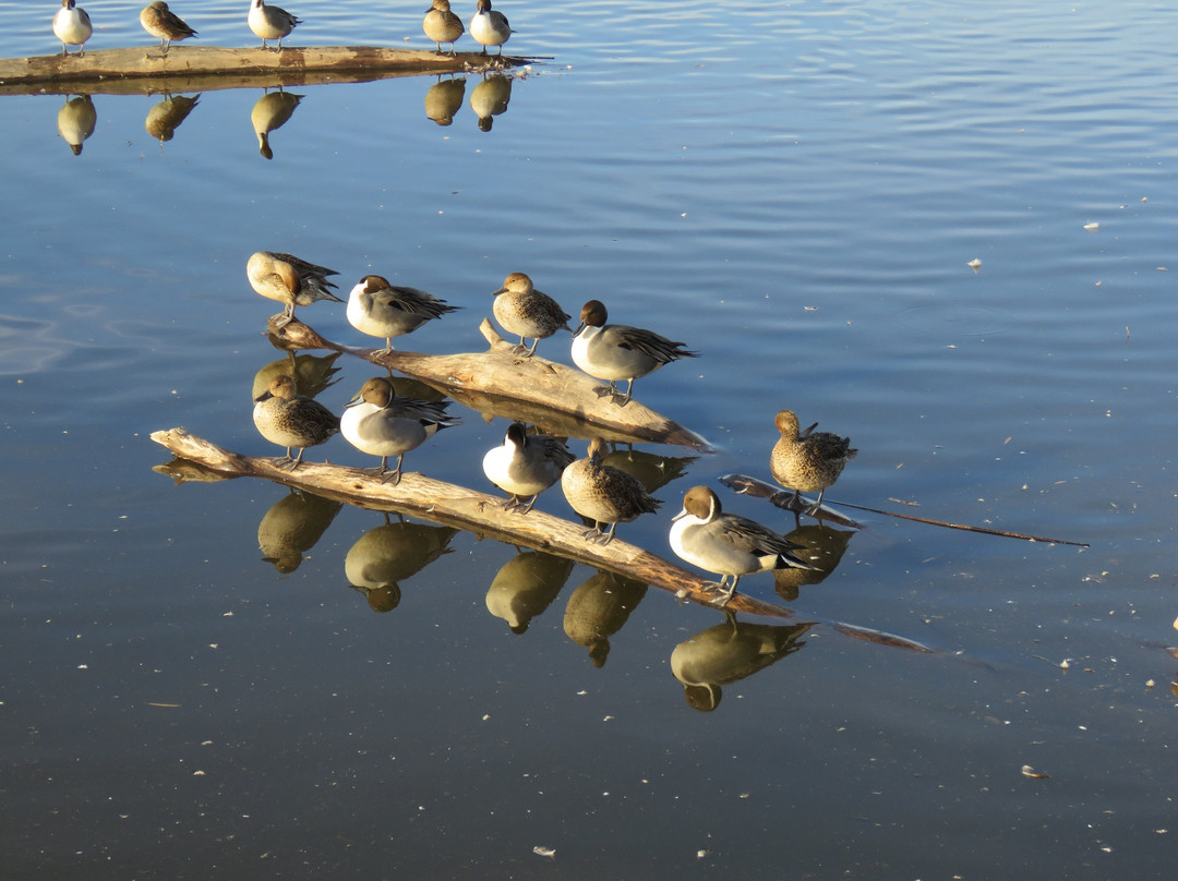 Colusa National Wildlife Refuge-Colusa必去景点