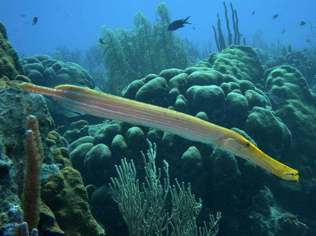 Buddy Dive Water Sports-Kralendijk必去景点