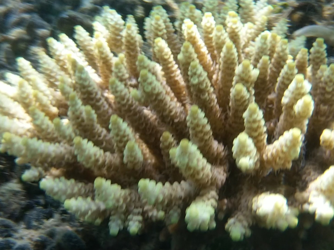 Gumasa Beach-Glan必去景点
