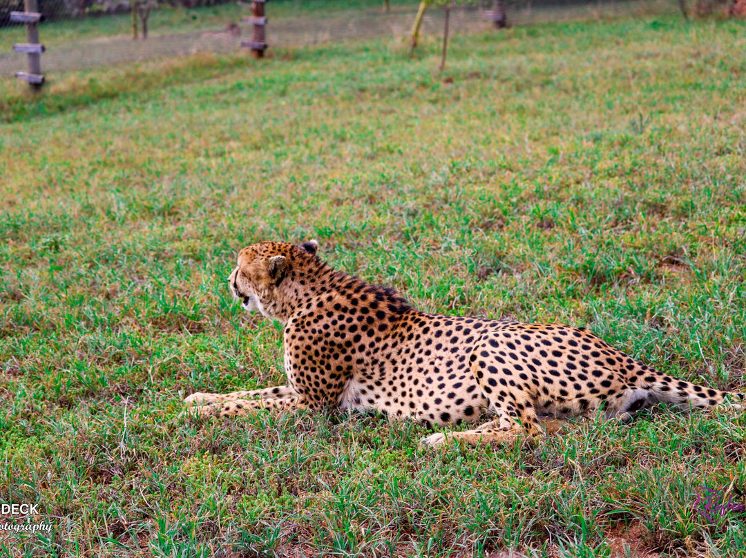 Ol Jogi Wildlife Conservancy-南由基必去景点