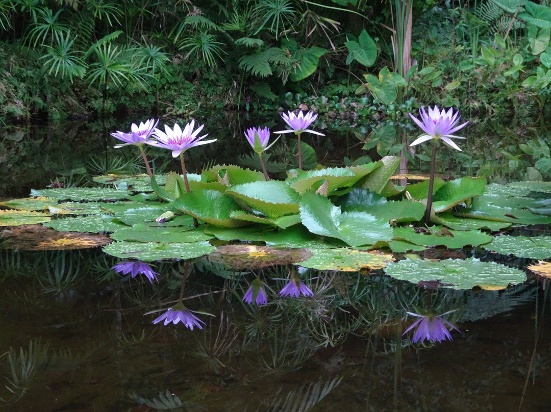 Jardin Botanico Francisco Javier Clavijero-哈拉帕必去景点