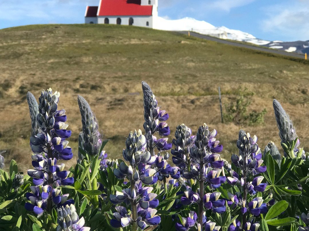 Ingjaldscholskirkja-Rif必去景点