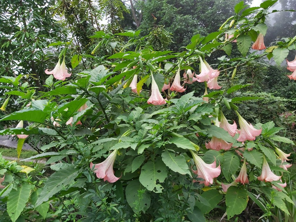 Namchi Ropeway-Namchi必去景点