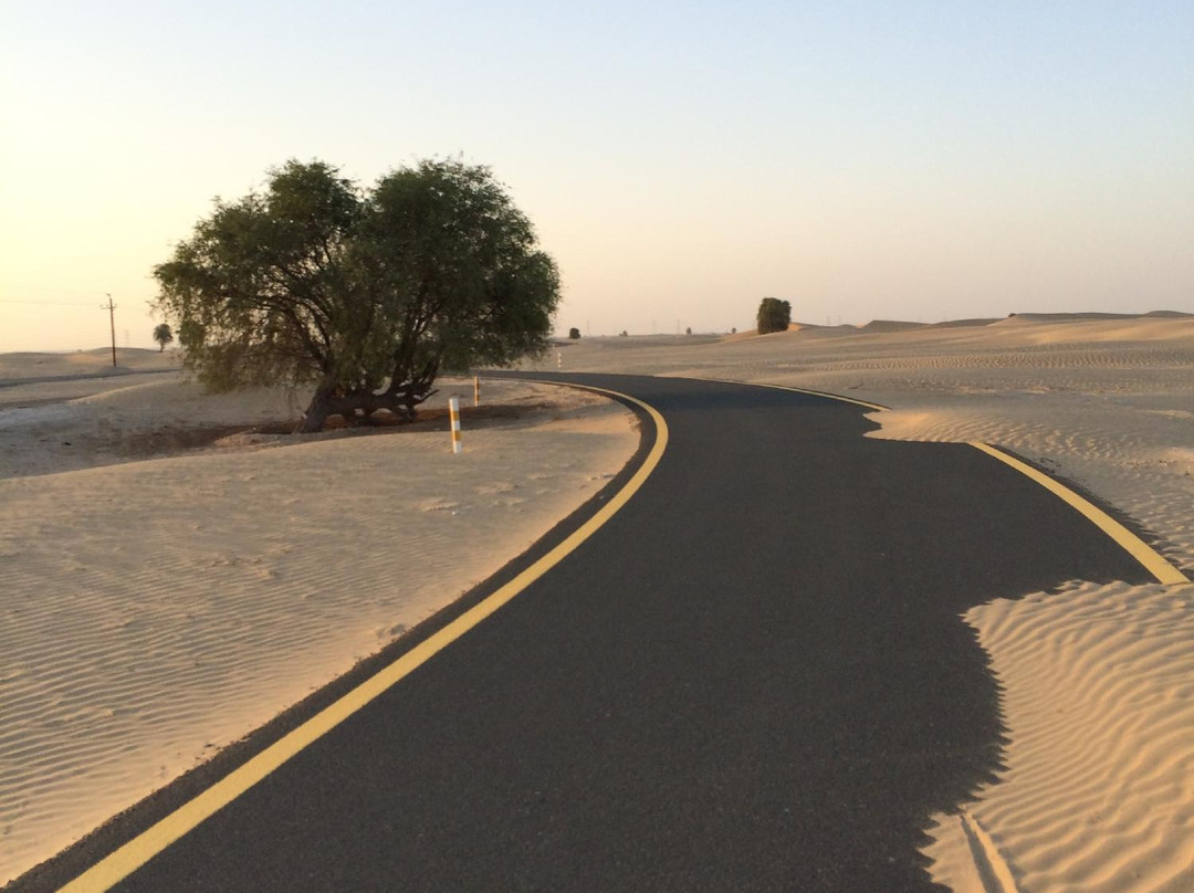 Al Qudra Cycle Path景点图片
