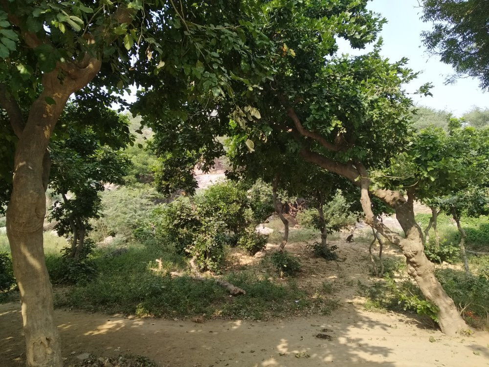 Govardhan Hill景点图片
