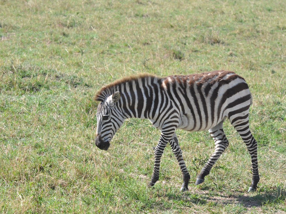 Deep Forest safari-Thika必去景点