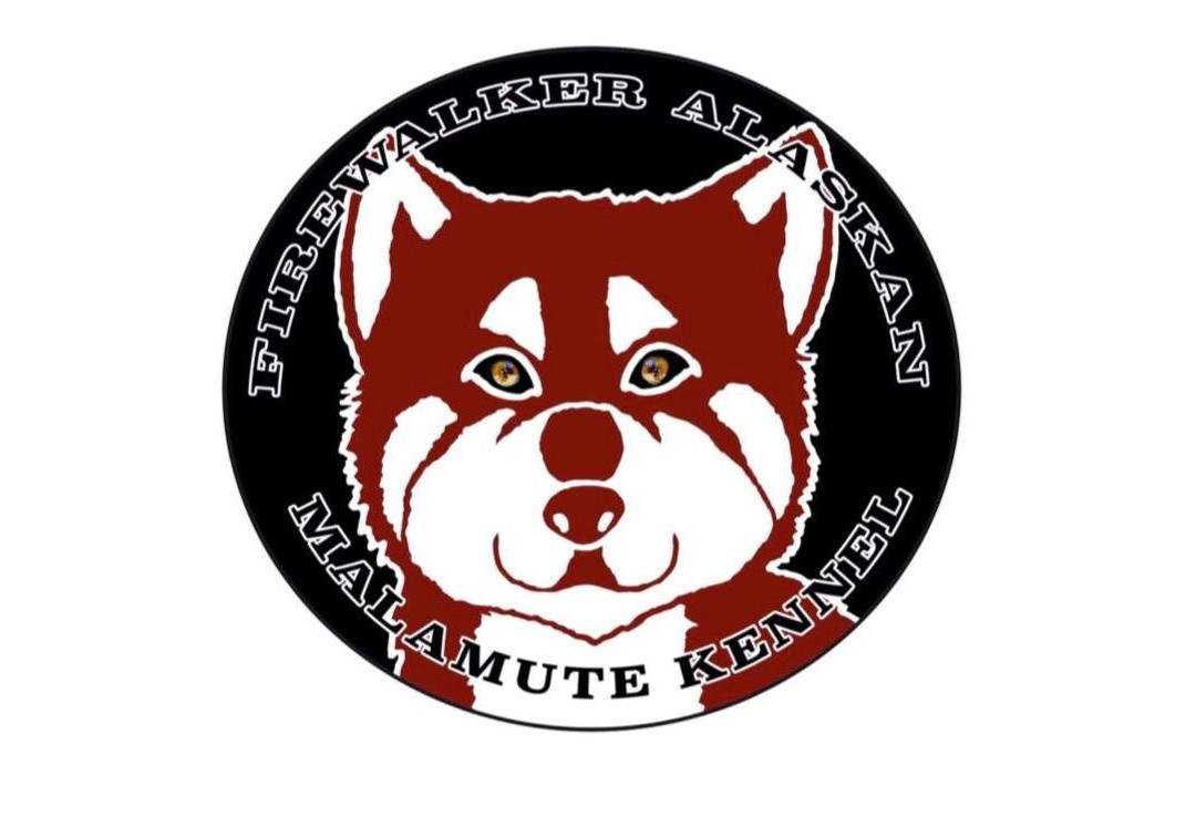 Firewalker Alaskan Malamute-北极必去景点