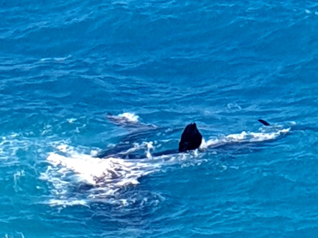 Head of Bight-Ceduna必去景点