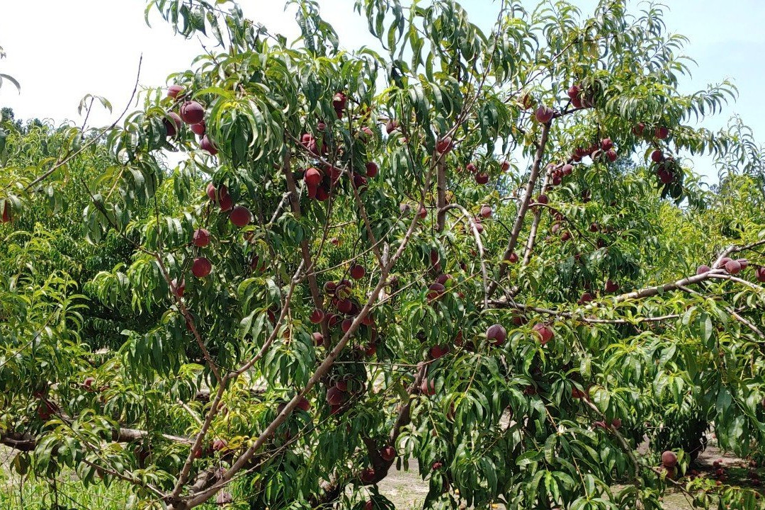 Shuler Peach Company景点图片