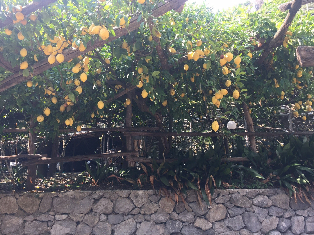 Lemon Tour Amalfi景点图片
