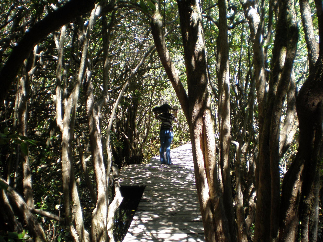 Bosque de las Sombras景点图片