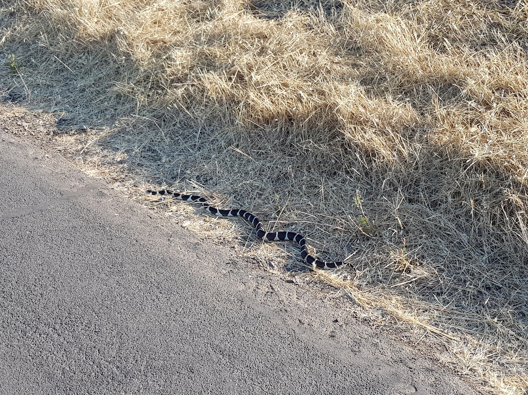 The Stanford Dish-帕罗奥多必去景点