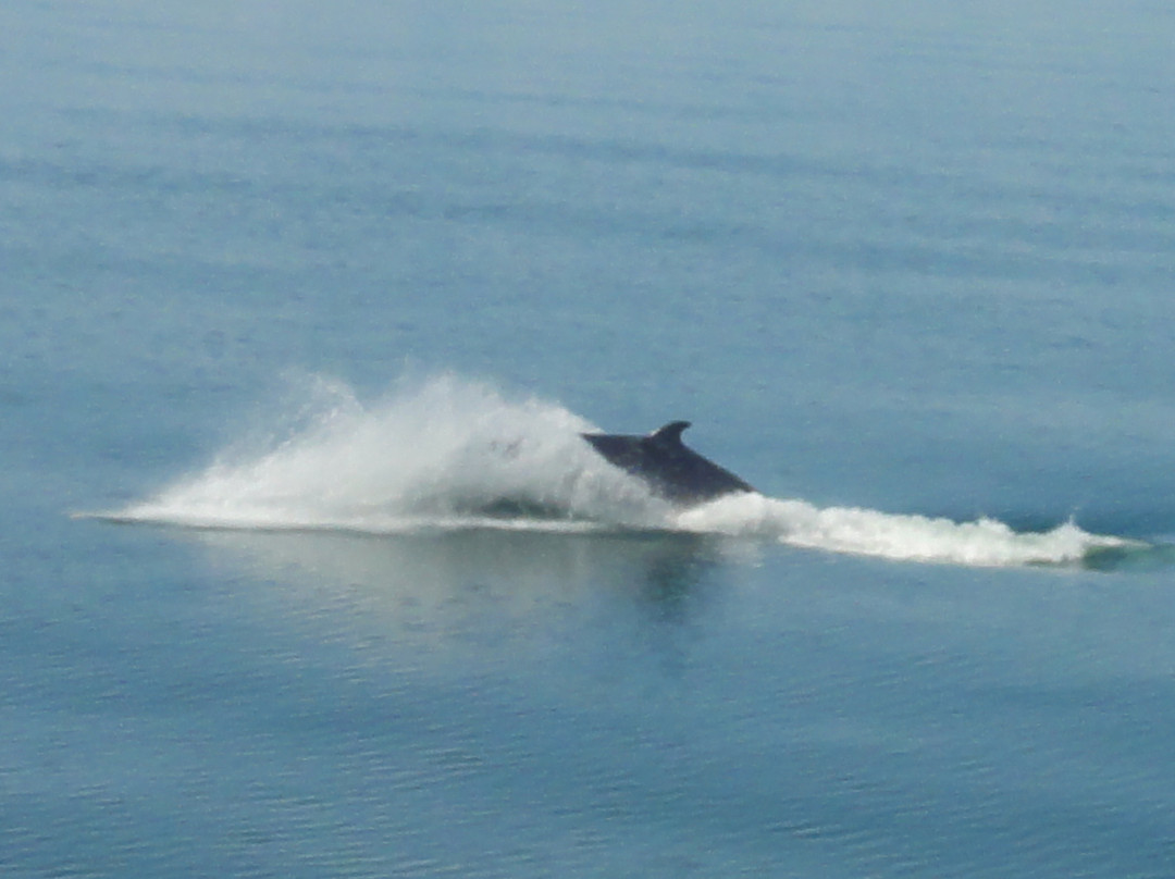 Croisières Aml | Rivière-du-loup-Riviere du Loup必去景点