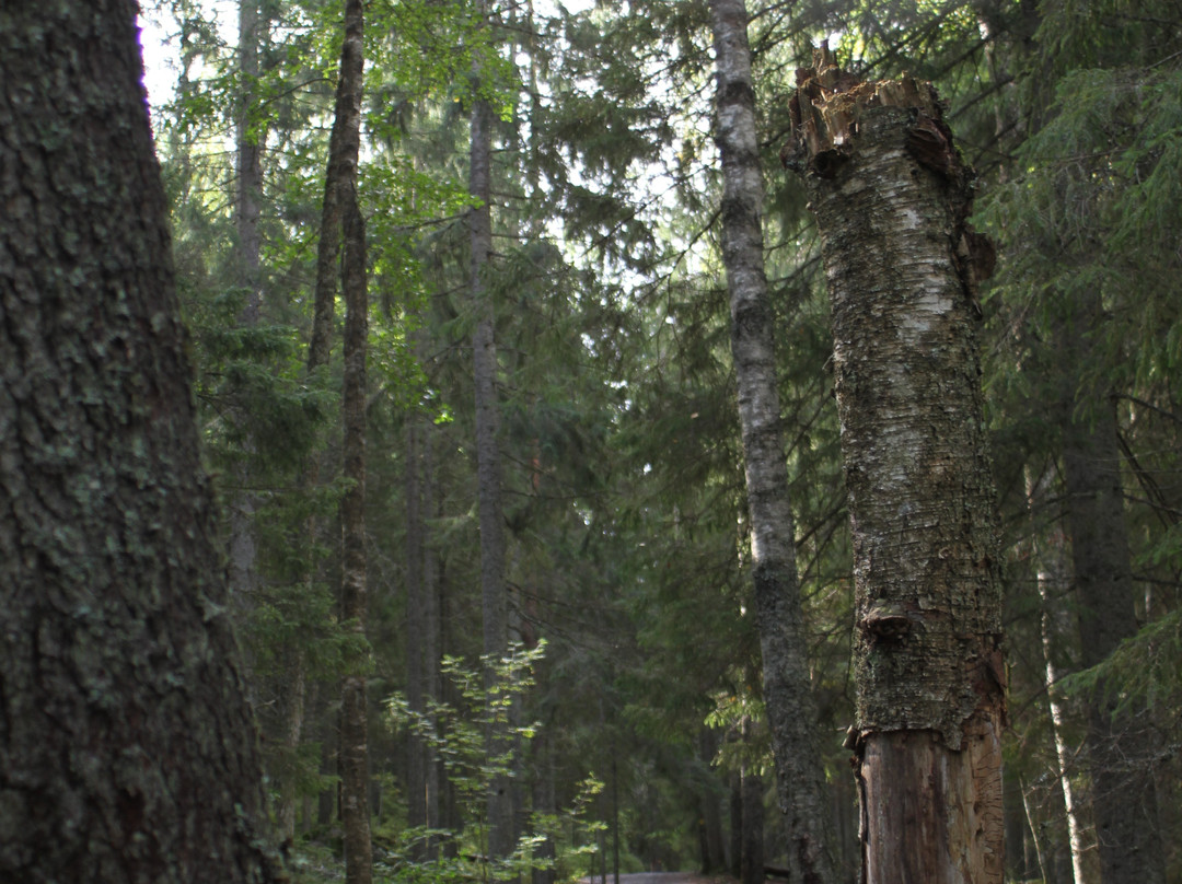 Feel The Nature-赫尔辛基必去景点