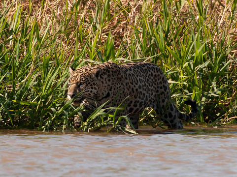 O Pantaneiro Tour-波科内必去景点