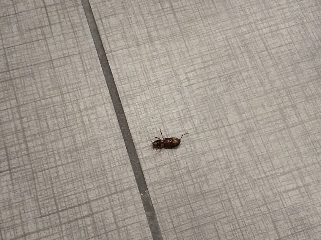 Sleep Inn & Suites Elk City主图