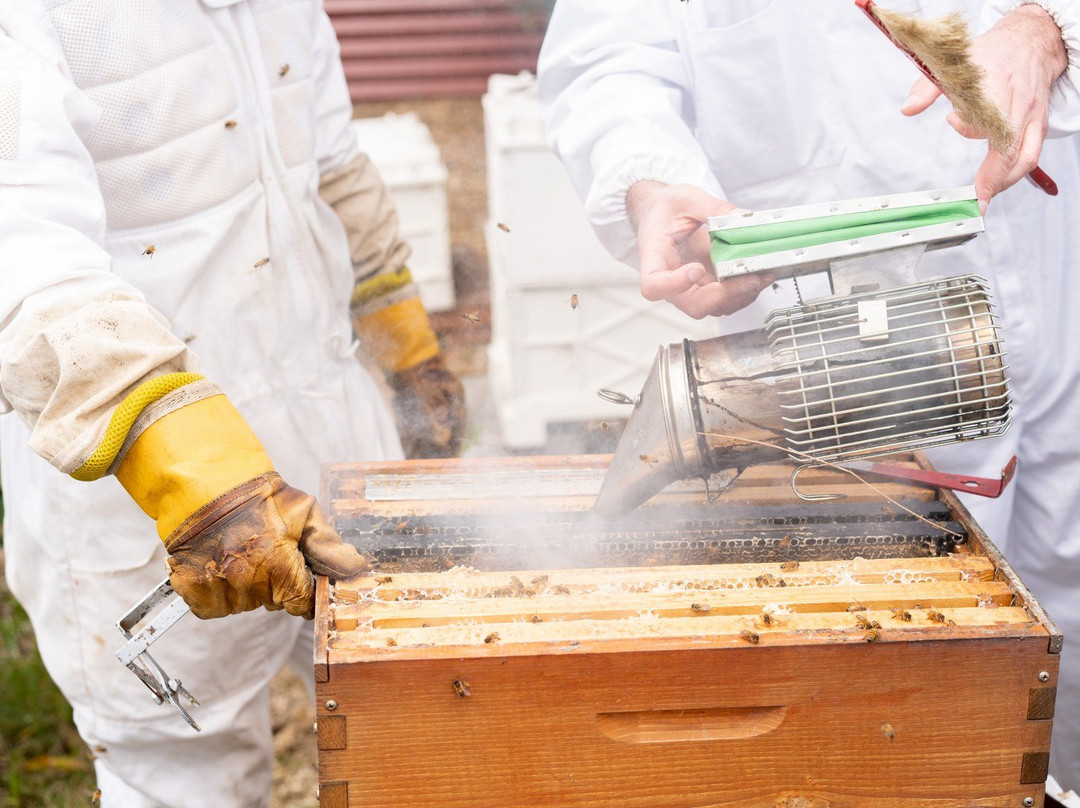 Beekeeping Class Newcastle - Hands On景点图片