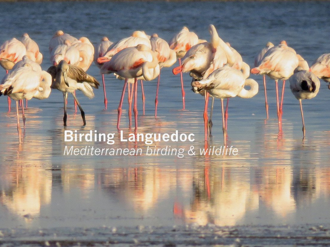 Birding Languedoc景点图片