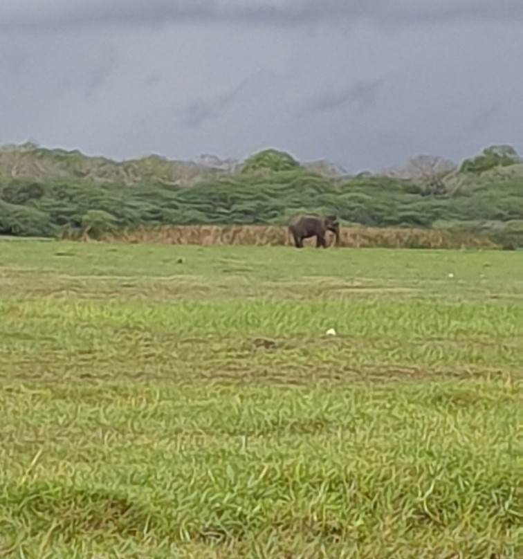 Bundala National Park景点图片