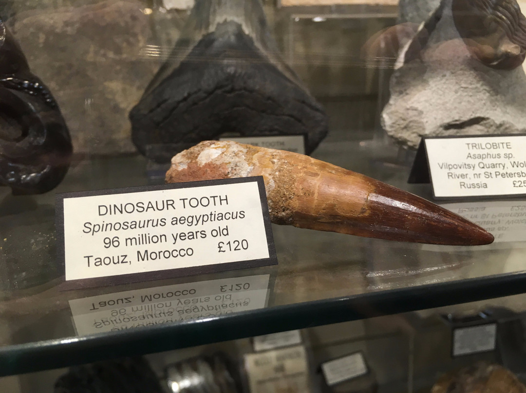 Mr Wood's Fossils-爱丁堡必去景点