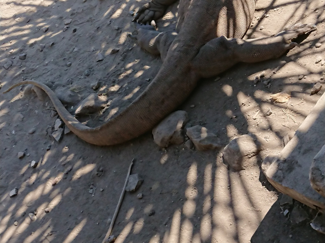 Komodo Island-科莫多国家公园必去景点