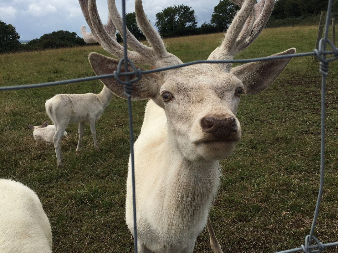 South West Deer Rescue景点图片