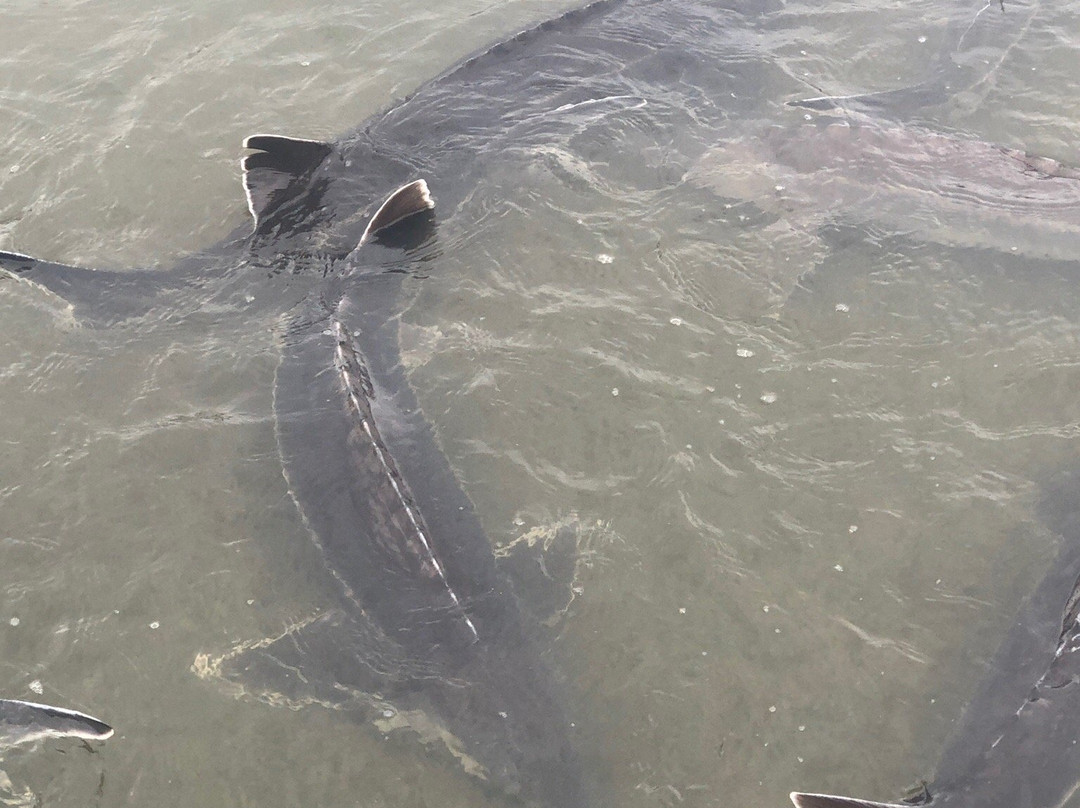 Sturgeon Farm Astrakhanskaya Fishka-Verkhnekalinovskiy必去景点
