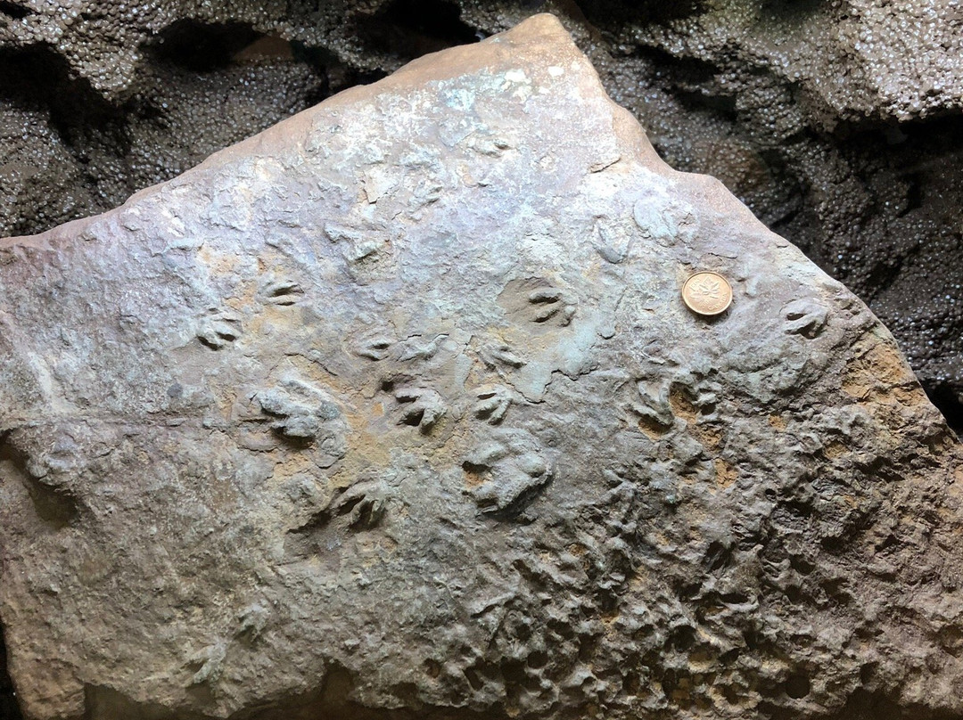 Fundy Geological Museum景点图片