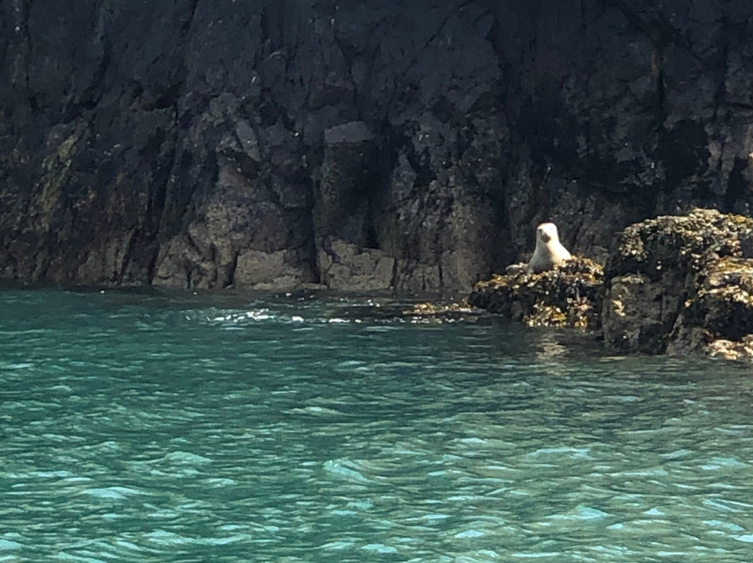 Discover Coast & Cleddau Boat Trips-Milford Haven必去景点