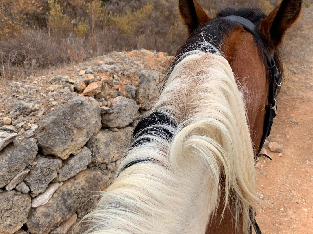 Solid Rocks Algarve Horse Trail Adventures景点图片