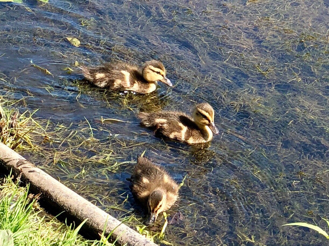 George George Memorial Park-Clinton Township必去景点