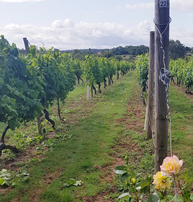 Warden Abbey Vineyard-Old Warden必去景点