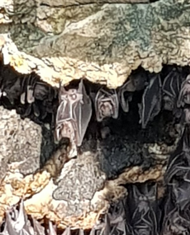 Monfort Bat Sanctuary景点图片