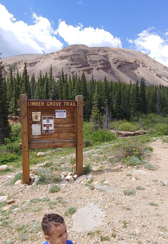 Limber Grove Trail-Fairplay必去景点