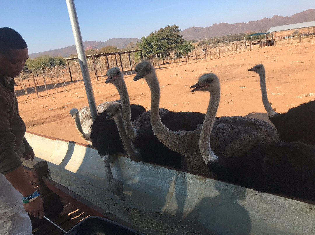 Safari Ostrich Farm景点图片