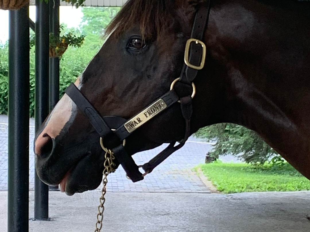 UnBridled Horse Tours-Midway必去景点