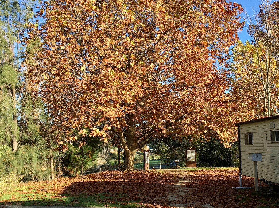 Adelong Golden Gully Caravan Park