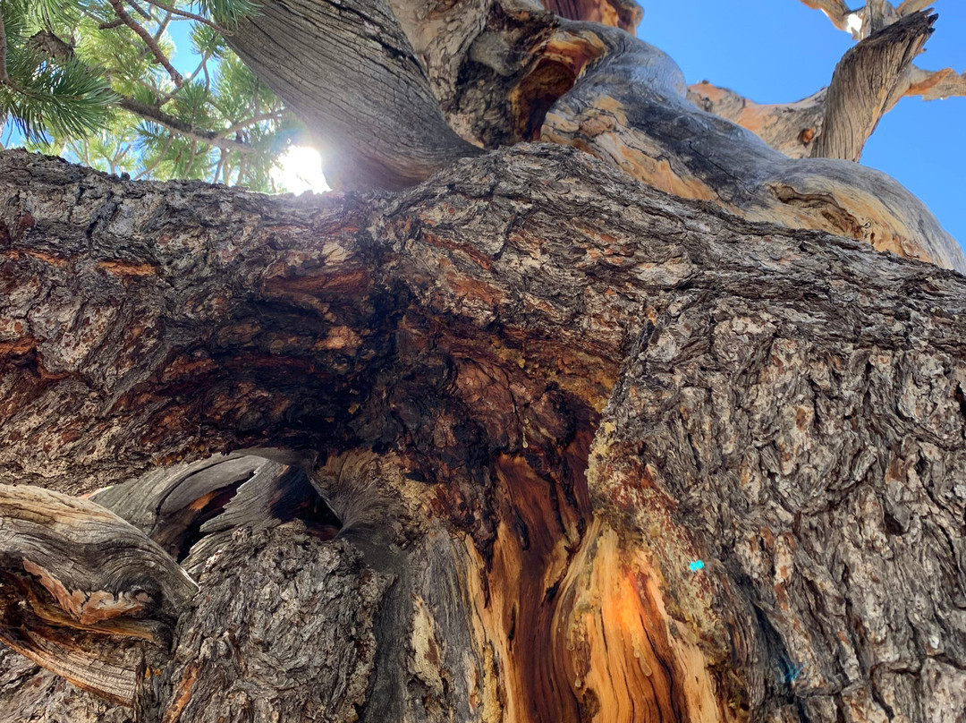 Limber Grove Trail-Fairplay必去景点