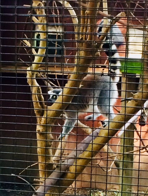 Henson Robinson Zoo-斯普林菲尔德必去景点