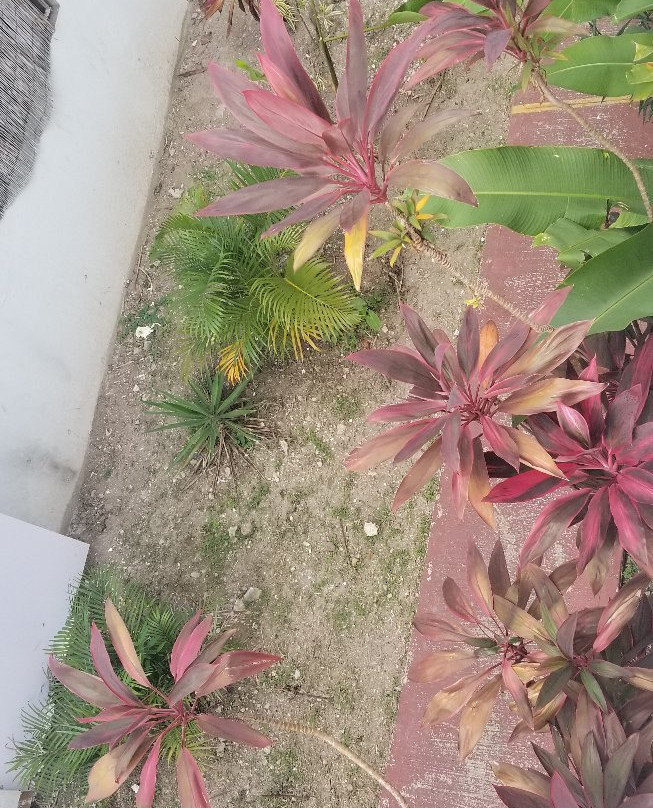 West Coast Inn's Rincon主图