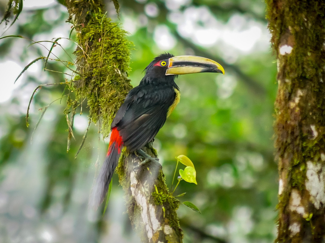Mindo Cloud Forest Day Tours景点图片