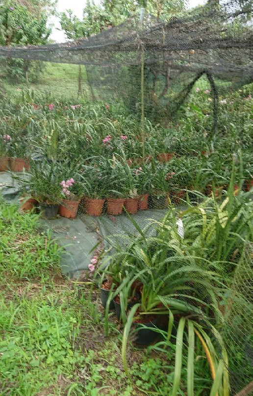 Domaine des Cafeiers-Bois de Nefles必去景点