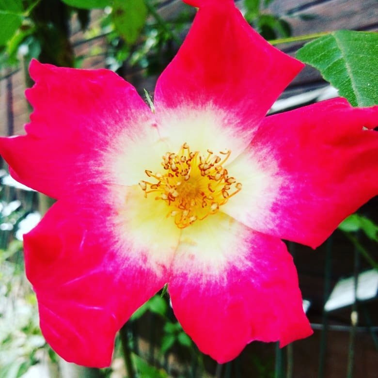 Giardino Botanico Valbonella景点图片