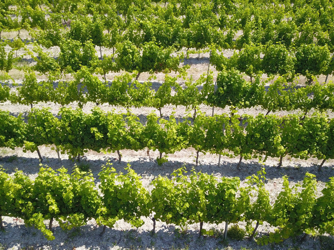 Terre de Ghaya-Bedoin必去景点