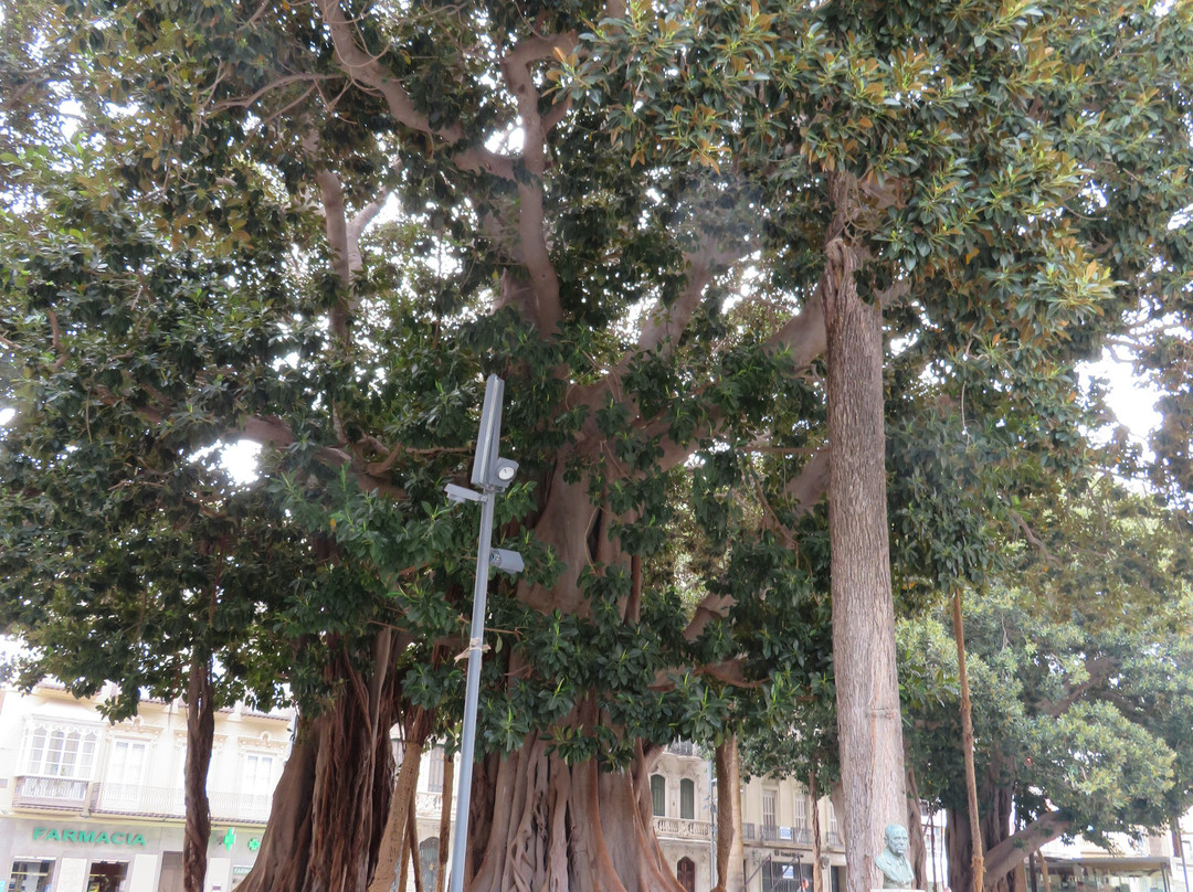 Plaza de San Francisco景点图片