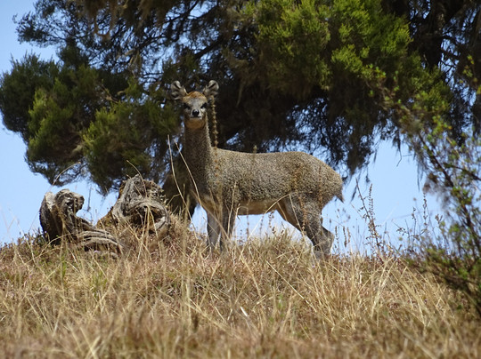 Simien Mountains Community Trekking