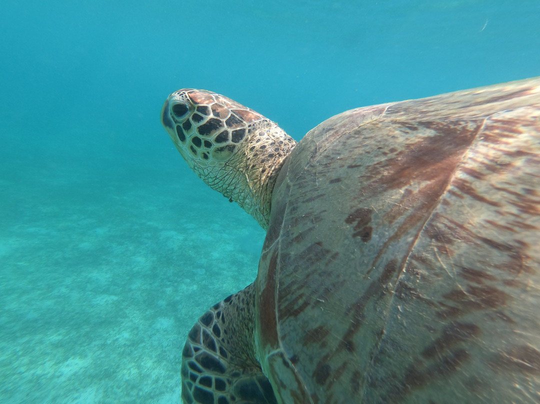 Pandan Island Resort主图